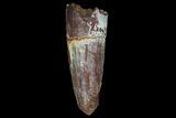 Bargain, Spinosaurus Tooth - Real Dinosaur Tooth #72163-1